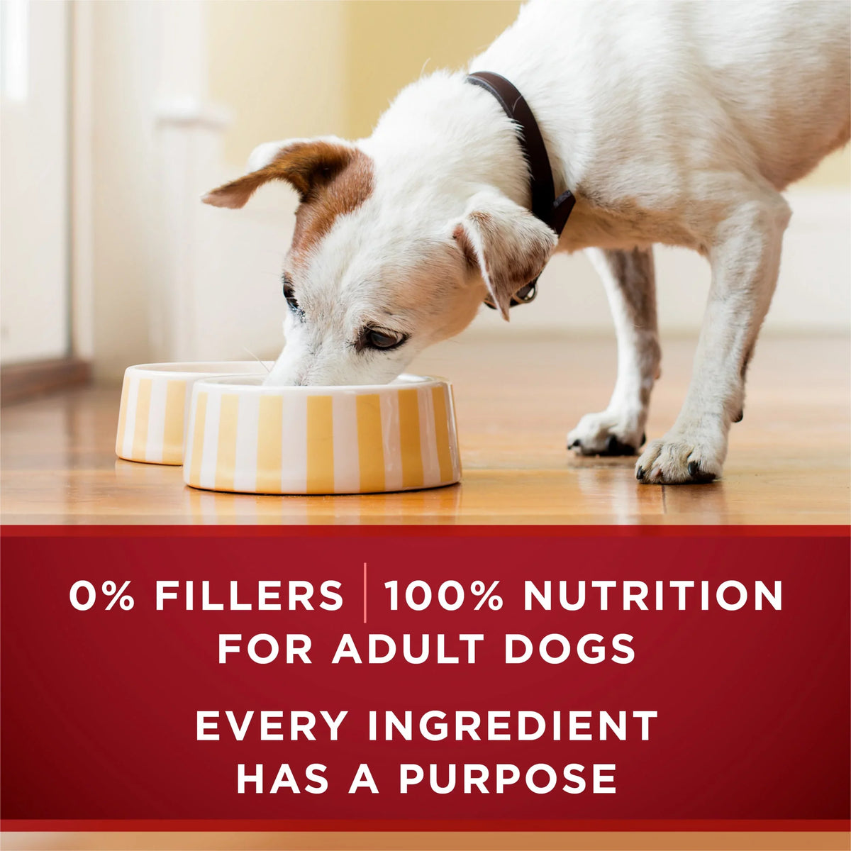 Cans Dog True Pack) Ground One Wet Purina Classic oz 13 Instinct (12 Food,