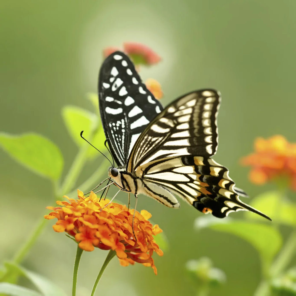 (macro) close-up high usm element 2 f/2.8 ef-s 10x canon definition 60mm lens...