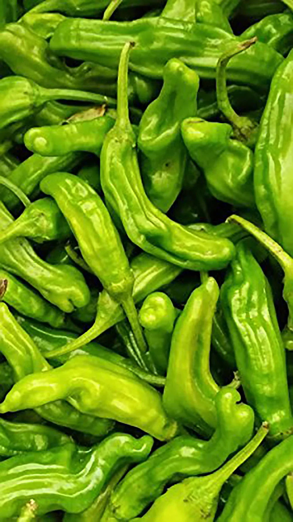 Chili 2 Peppers lbs. Shishito Fresh