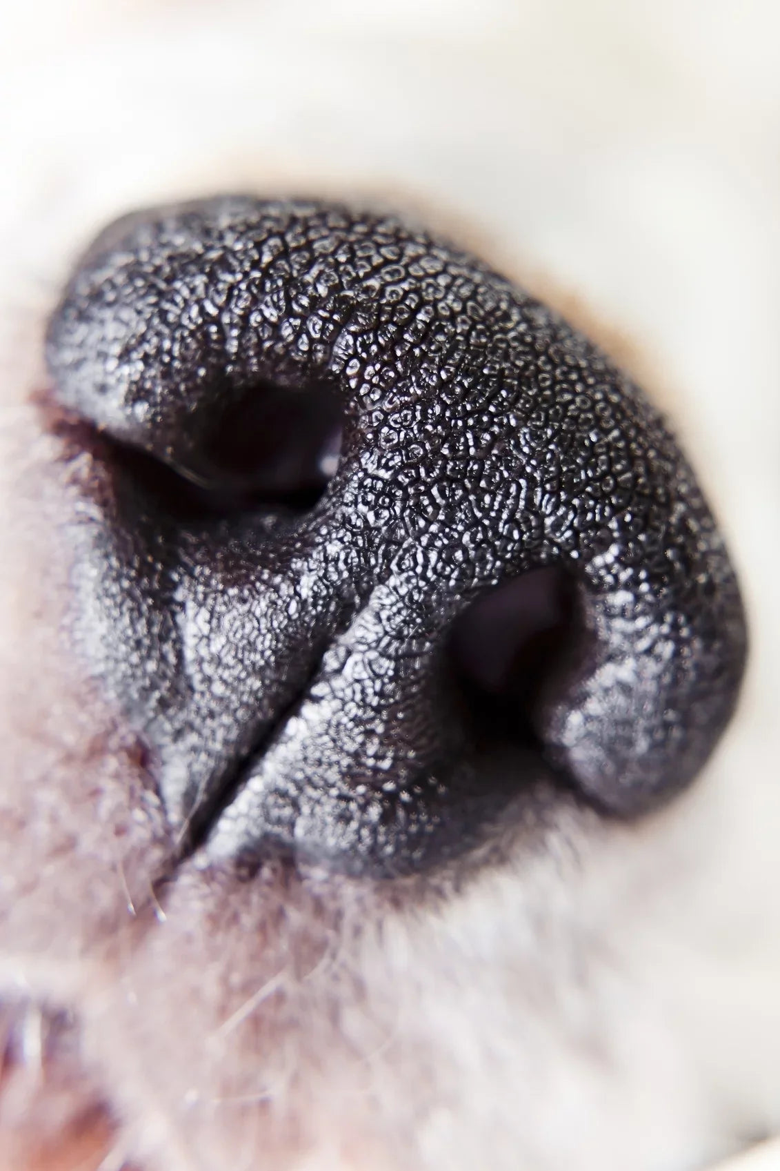 (macro) close-up high usm element 2 f/2.8 ef-s 10x canon definition 60mm lens...