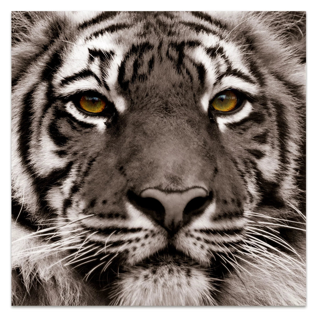 Tiger Floating Hang Glass the Art, Tempered Wall 38" Panel Frameless Eye Empire to x 0.2", Free x Graphic of Direct Ready Art 38"