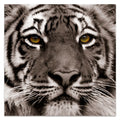 Tiger Floating Hang Glass the Art, Tempered Wall 38" Panel Frameless Eye Empire to x 0.2", Free x Graphic of Direct Ready Art 38"
