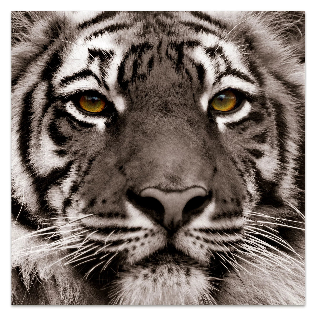 Tiger Floating Hang Glass the Art, Tempered Wall 38" Panel Frameless Eye Empire to x 0.2", Free x Graphic of Direct Ready Art 38"