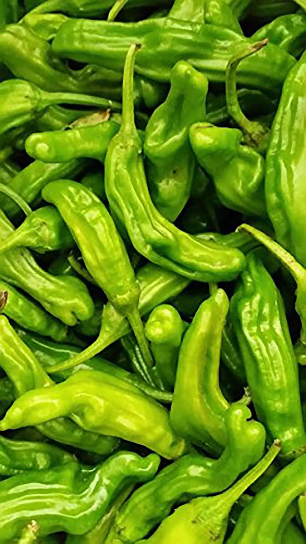 Chili 2 Peppers lbs. Shishito Fresh