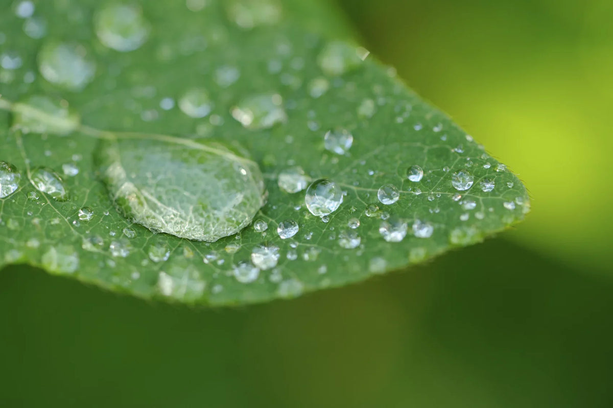 (macro) close-up high usm element 2 f/2.8 ef-s 10x canon definition 60mm lens...