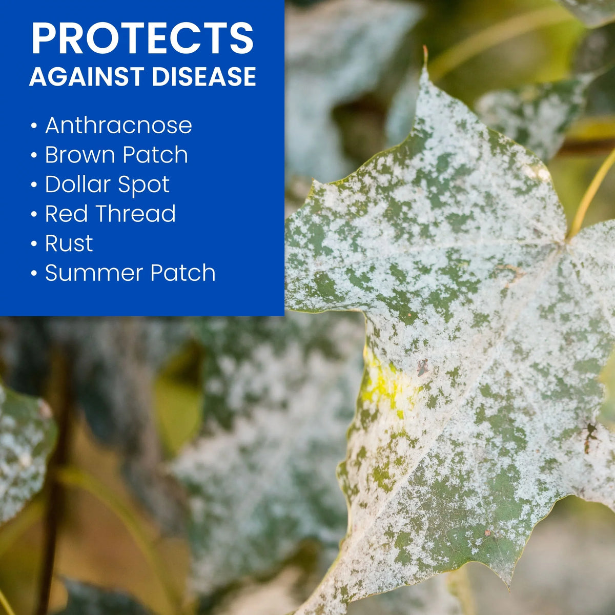 To 8 oz Control Ready of Pack Spray - Fungus 119444 32 SBM
