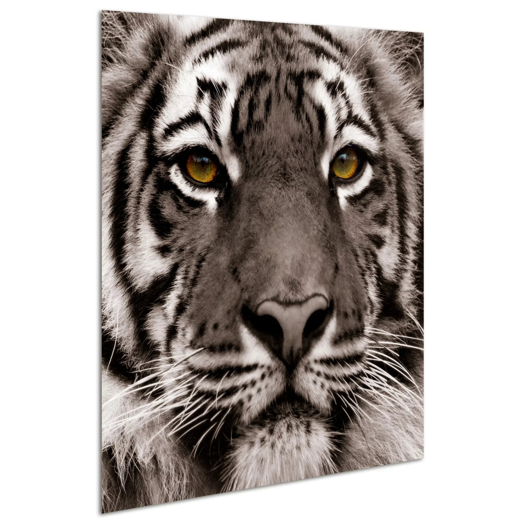 Tiger Floating Hang Glass the Art, Tempered Wall 38" Panel Frameless Eye Empire to x 0.2", Free x Graphic of Direct Ready Art 38"