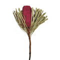 Jumbo Erica Banksia - Vickerman Erica Pink Flower 12-18 Stems - in. Pink