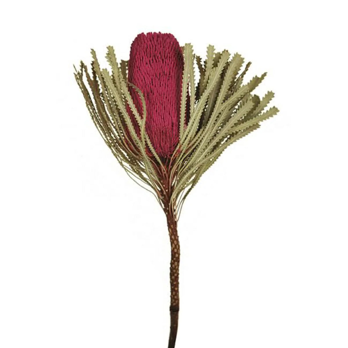 Jumbo Erica Banksia - Vickerman Erica Pink Flower 12-18 Stems - in. Pink